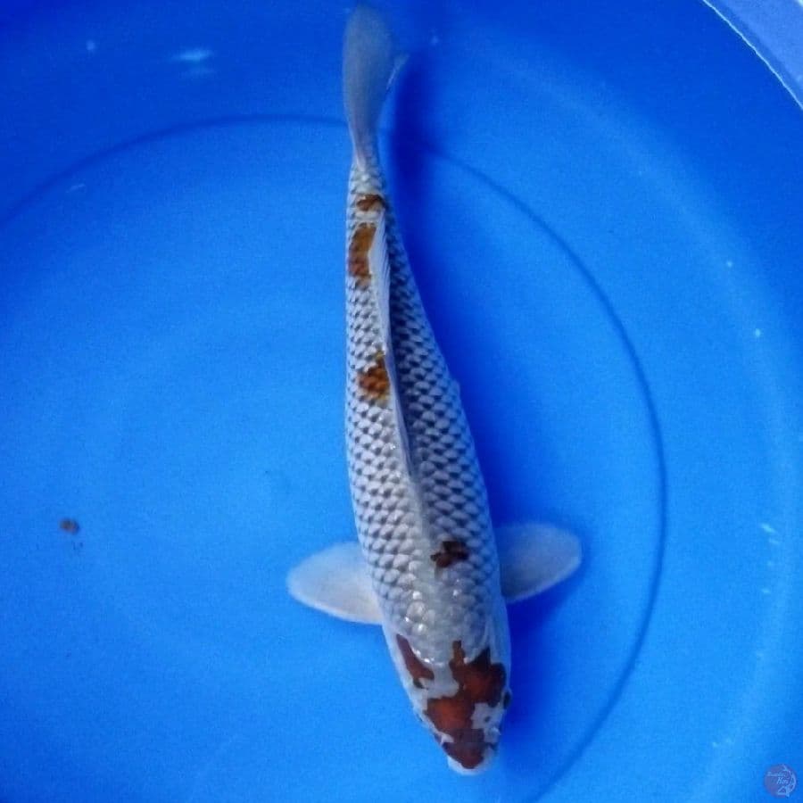 OCHIBA 39 CM MALE