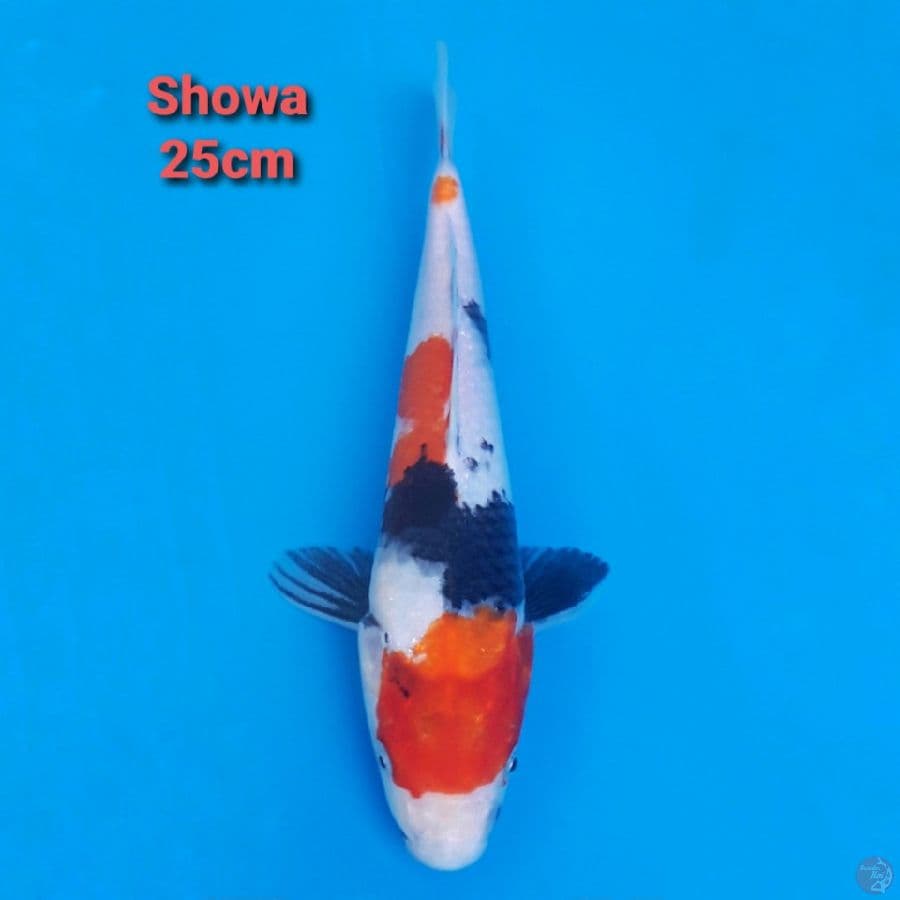 SHOWA 25CM