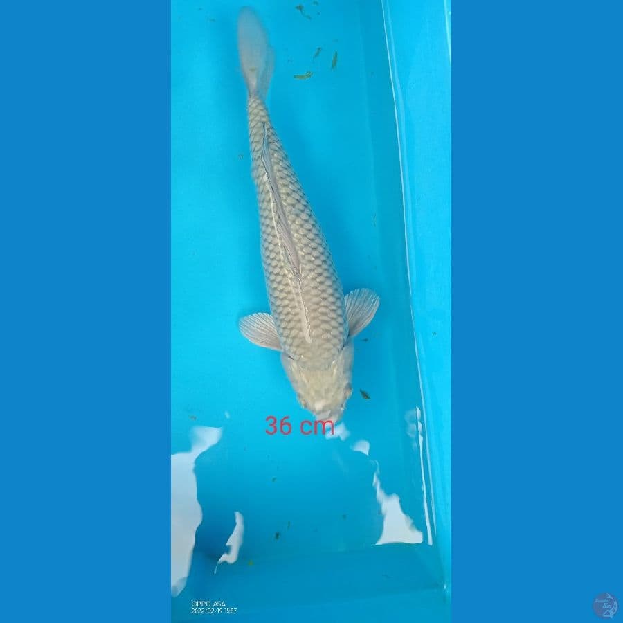 saragoei 36 cm