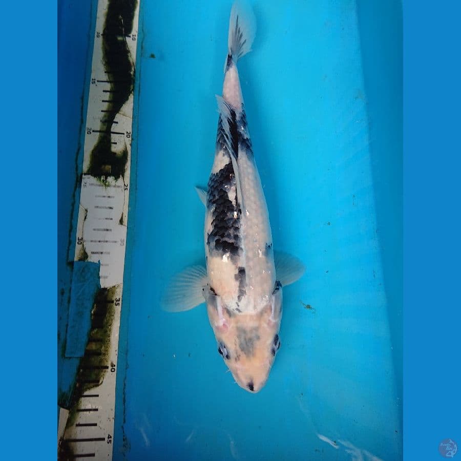 SHIRO 34 cm