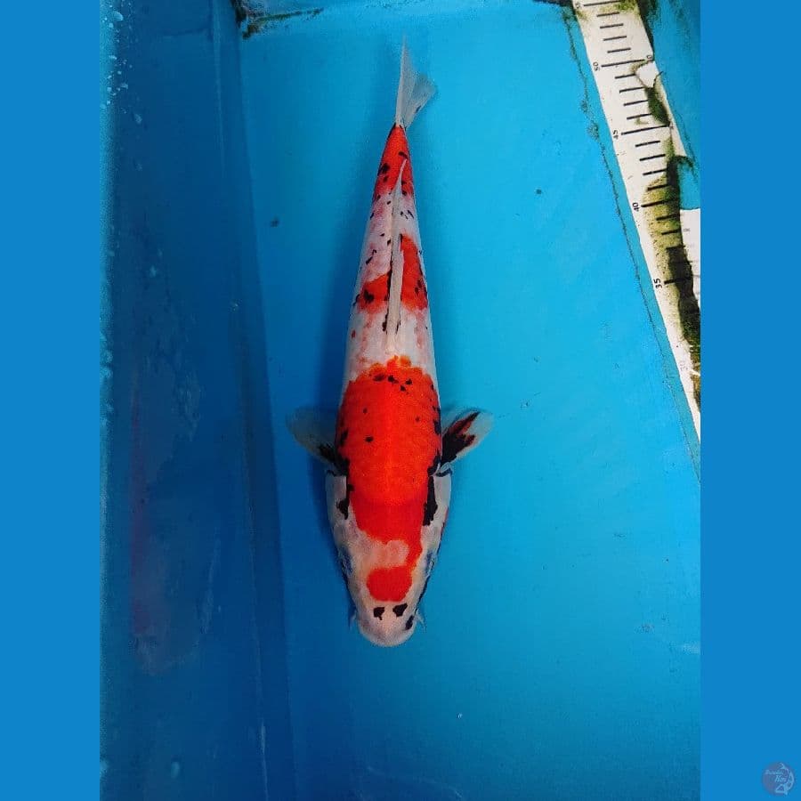 BENIMATSUKAWABAKE 34 cm