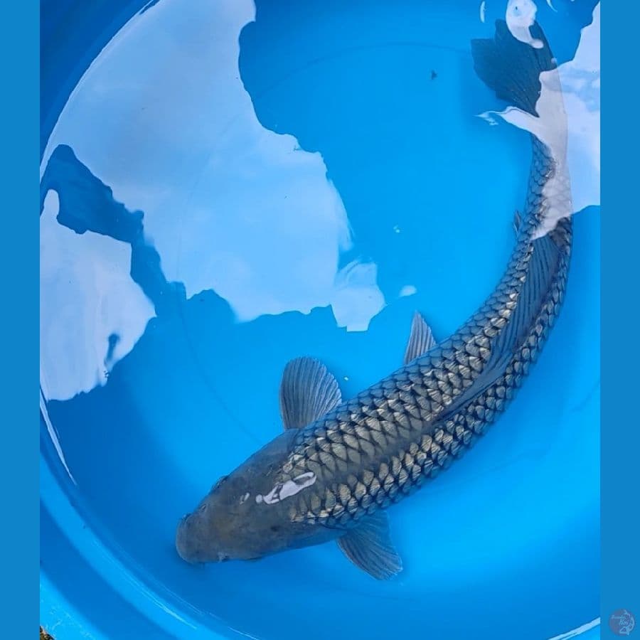 soragoi ginrin 37cm male