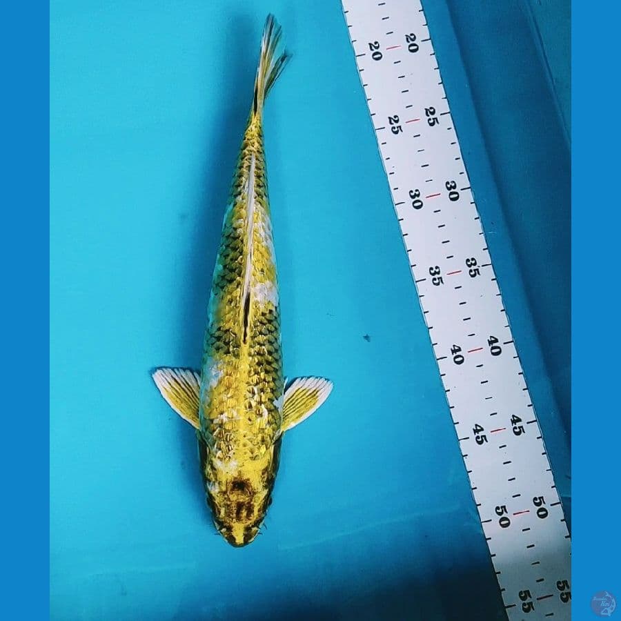 kin showa ginrin 31cm male