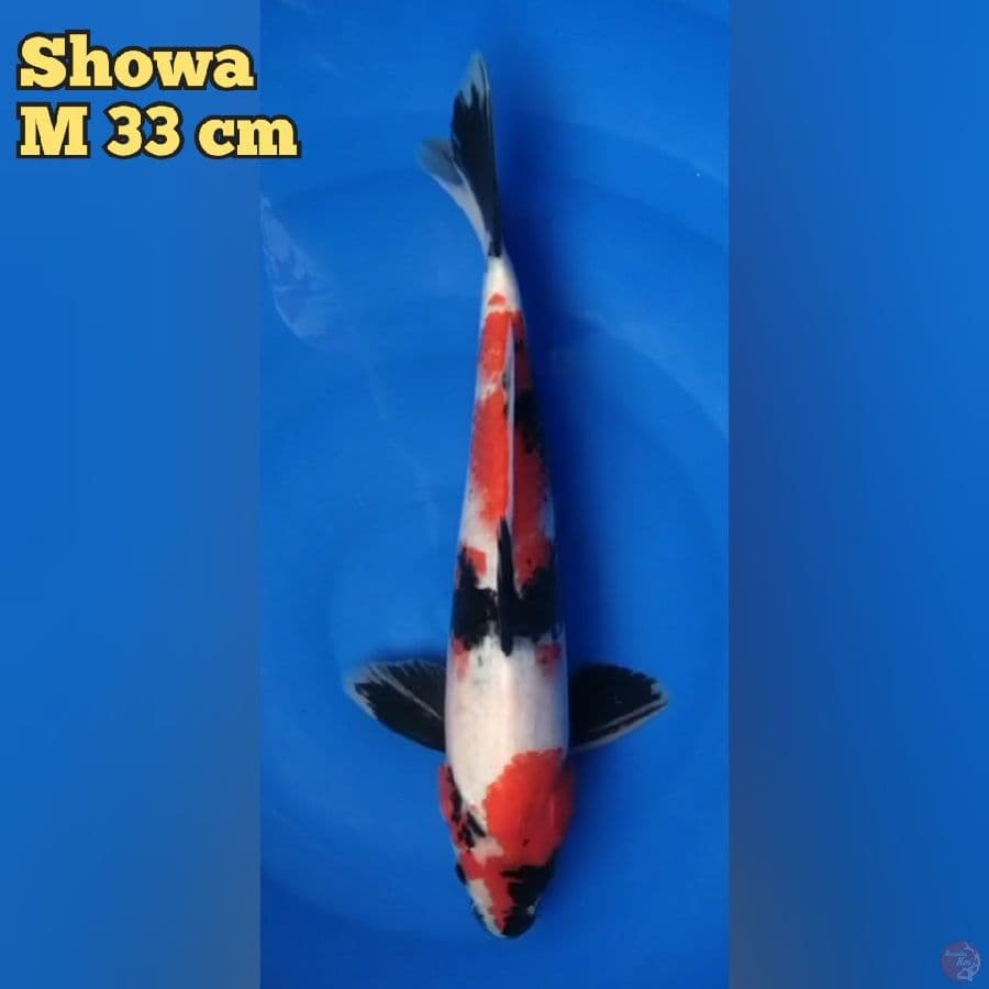 Showa 33 cm