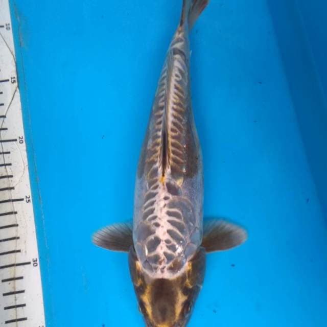 MUKASHI ARAGOKE 31 cm
