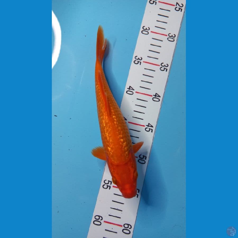 benigoi gindrin 24 cm