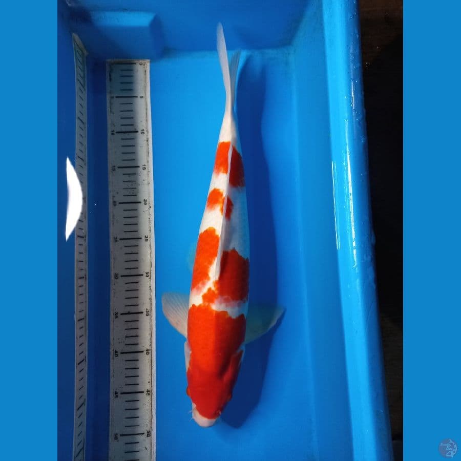 kohaku 47 cm dekik