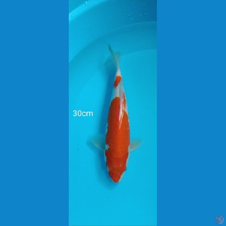 Kohaku - 30cm