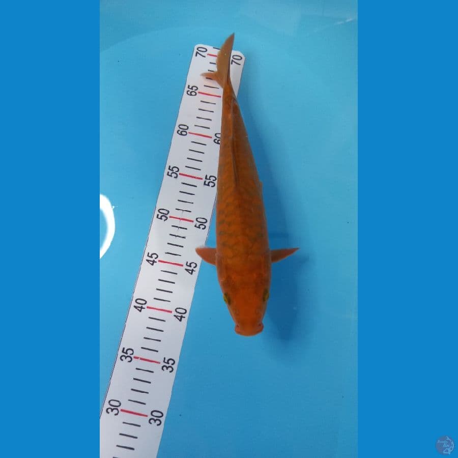 cagoi 32 cm
