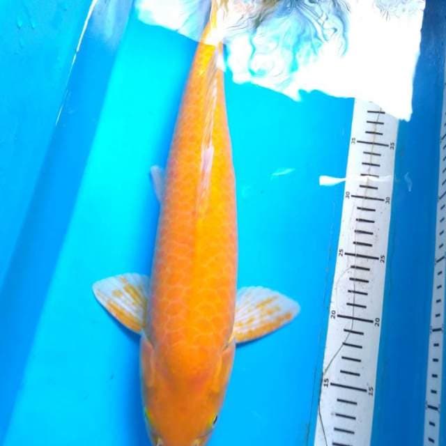 JUmBO KARASI TERPEDO 44 cm