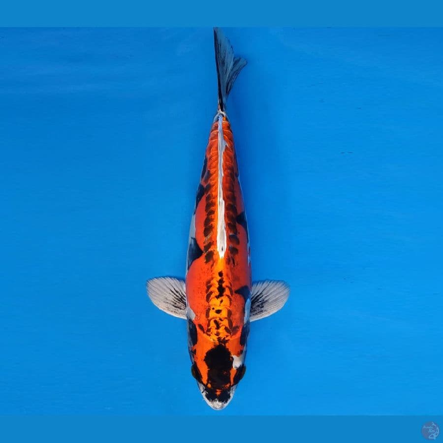 HARUNA 13 - BENI KIKOKURYU 29 cm/male ®