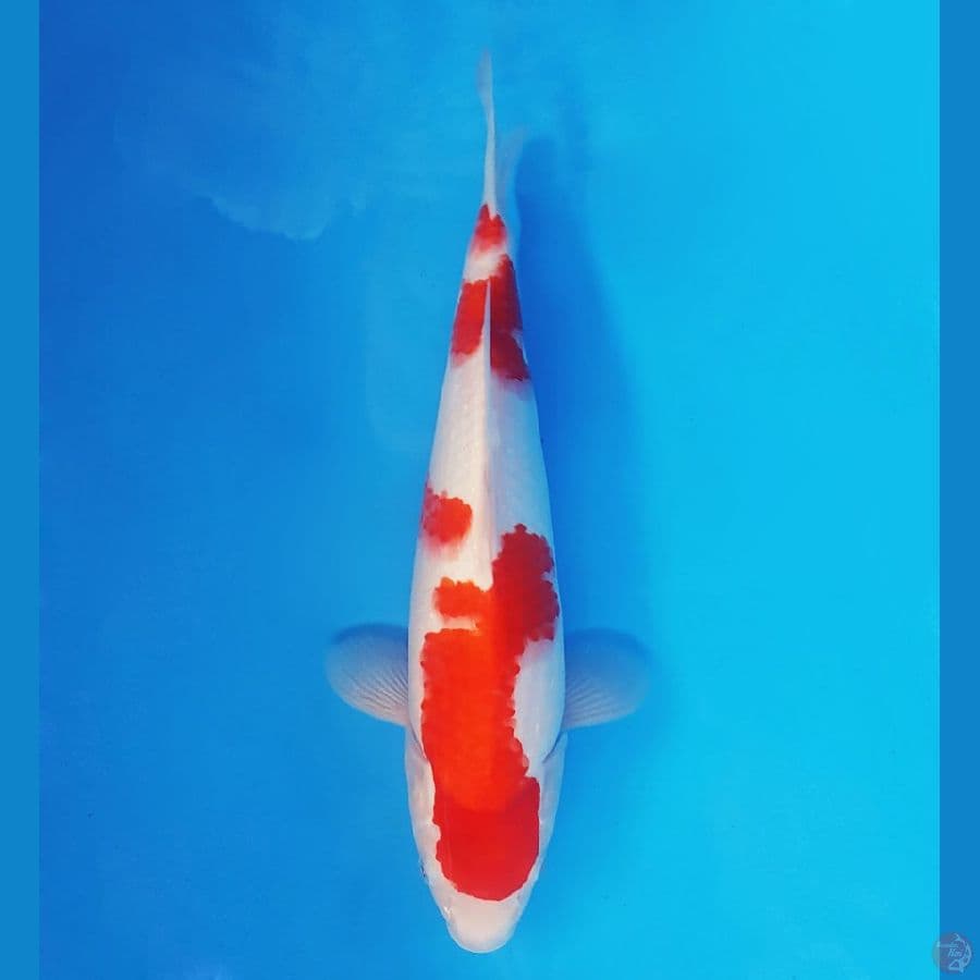 HARUNA 15 - KOHAKU 32 cm/fm ®