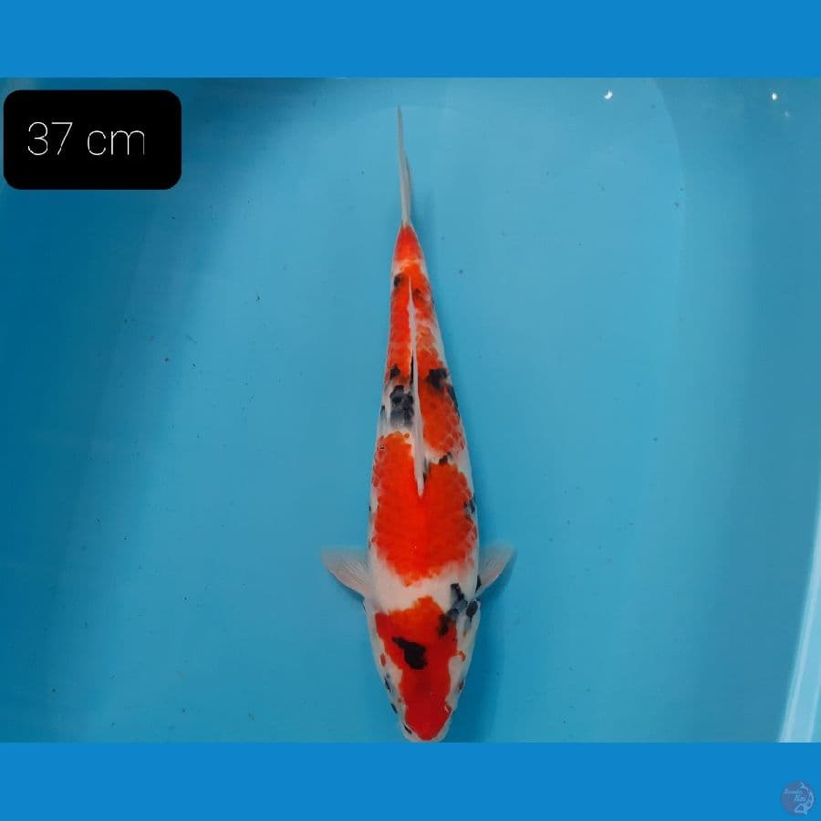Showa 37 cm