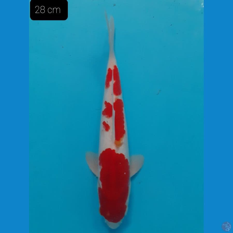 Kohaku 28 cm