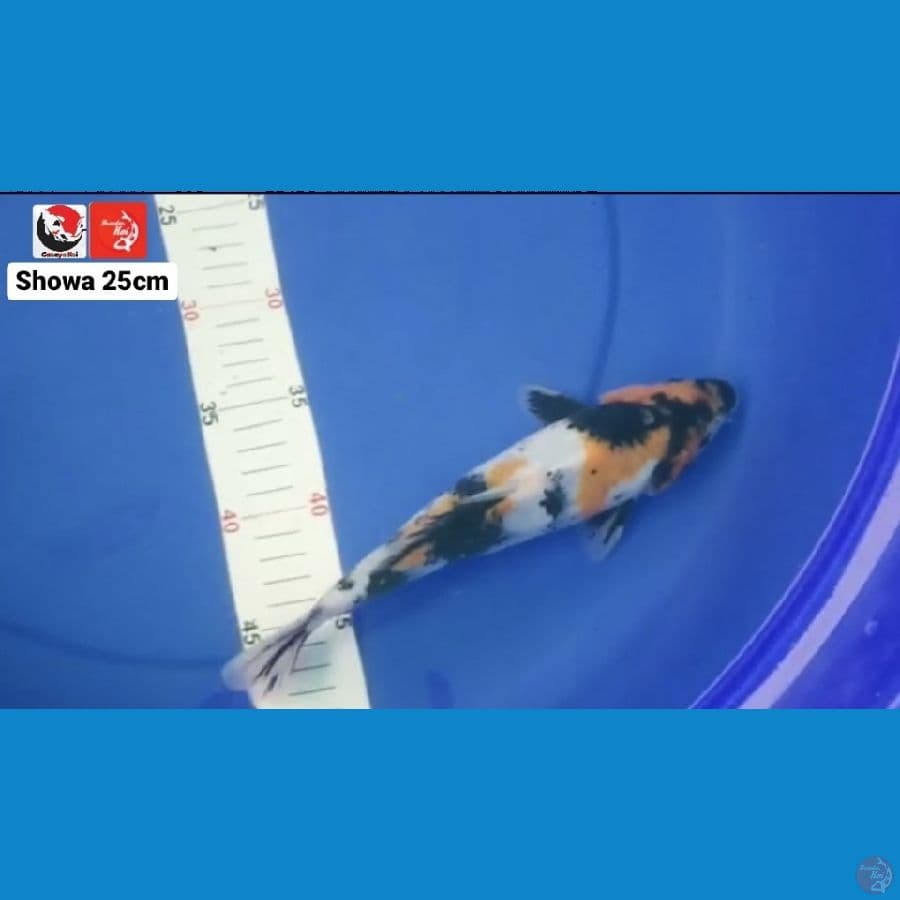 SHOWa 25cm --- CANAYA KOI FARM