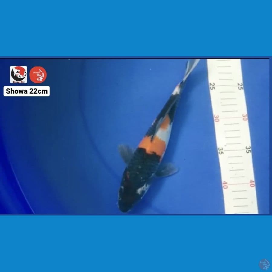 SHOWA 22CM --- CANAYA KOI FARM