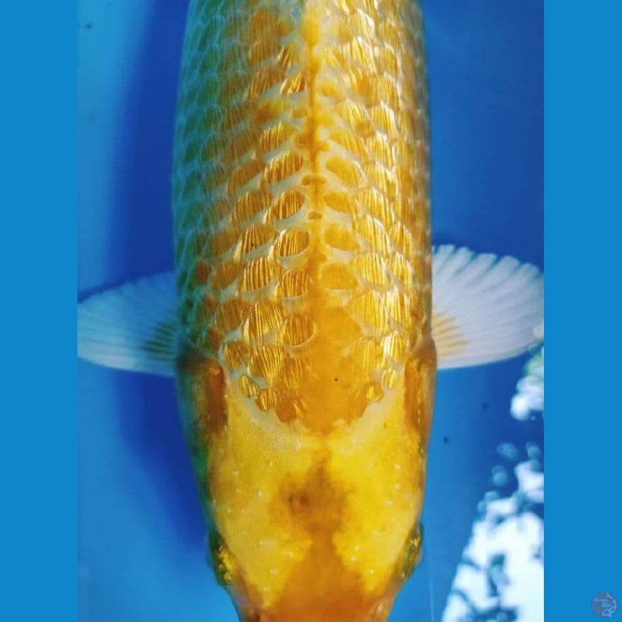 ogon ginrin 36 cm jos