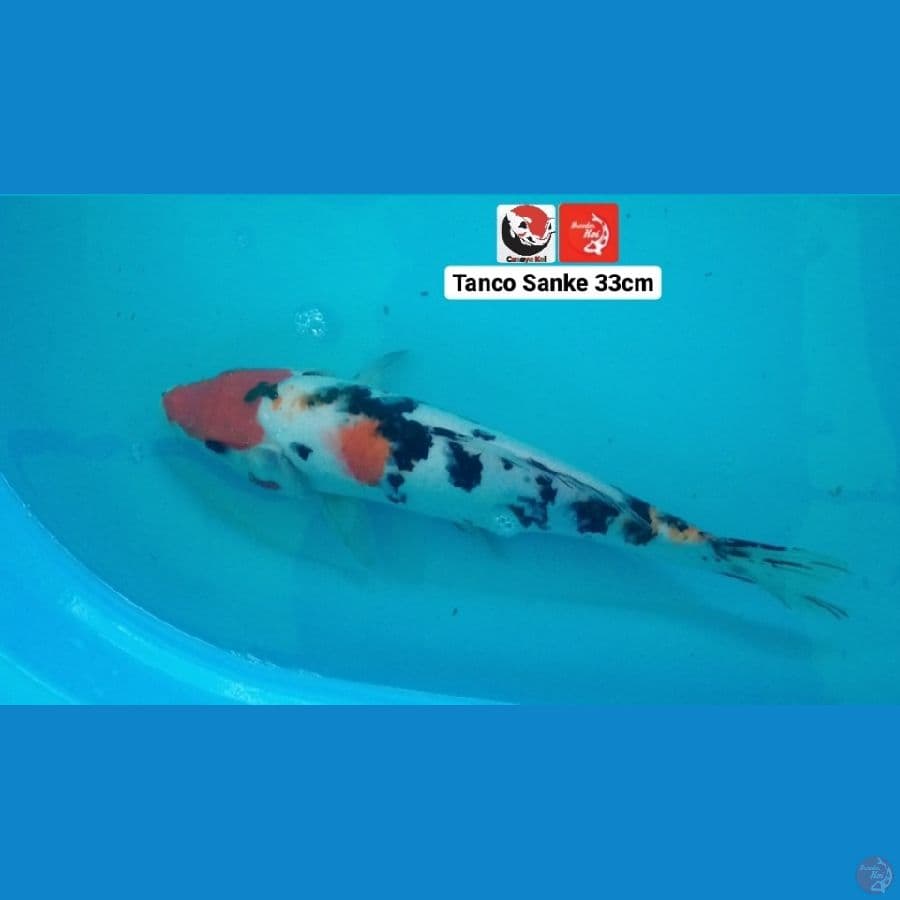 TANCHO SANKE --- CANAYA KOI FARM
