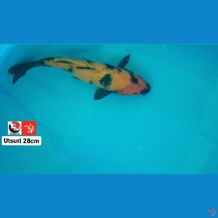 UTSURI 28CM --- CANAYA KOI FARM