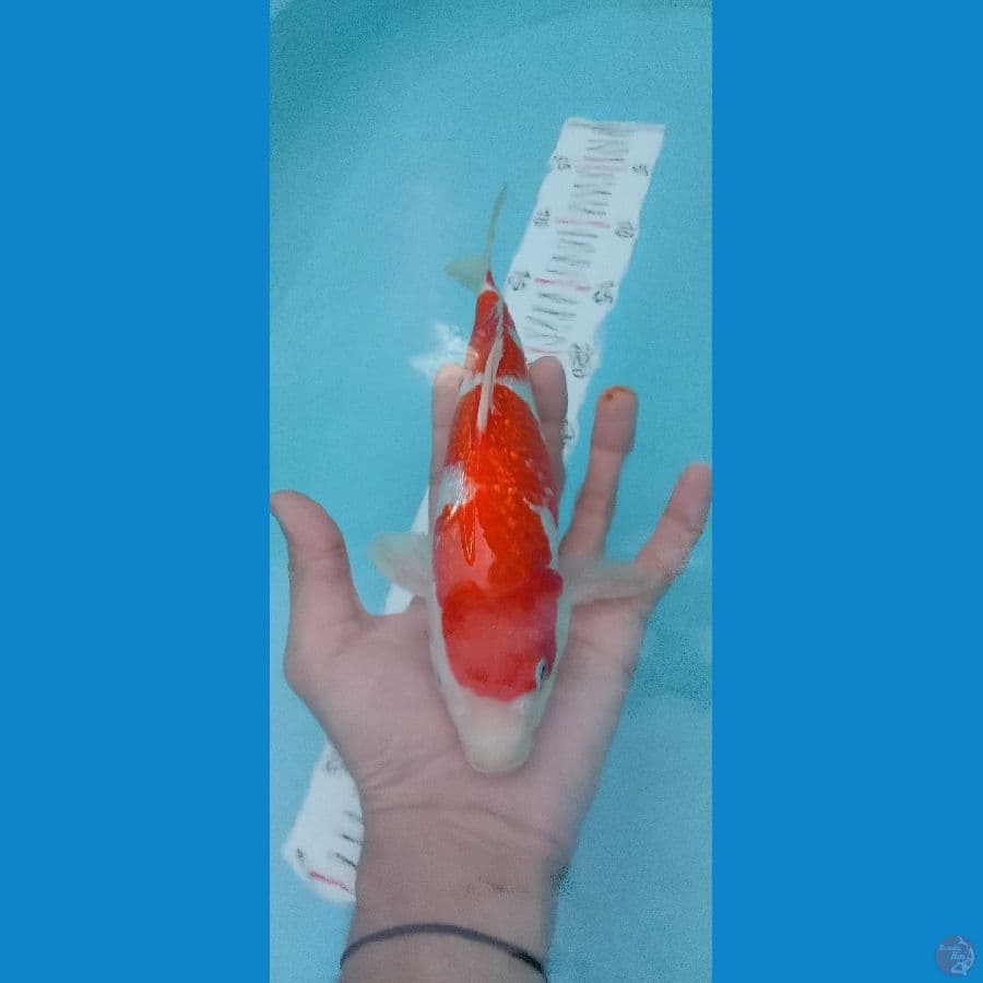 kohaku 30cm