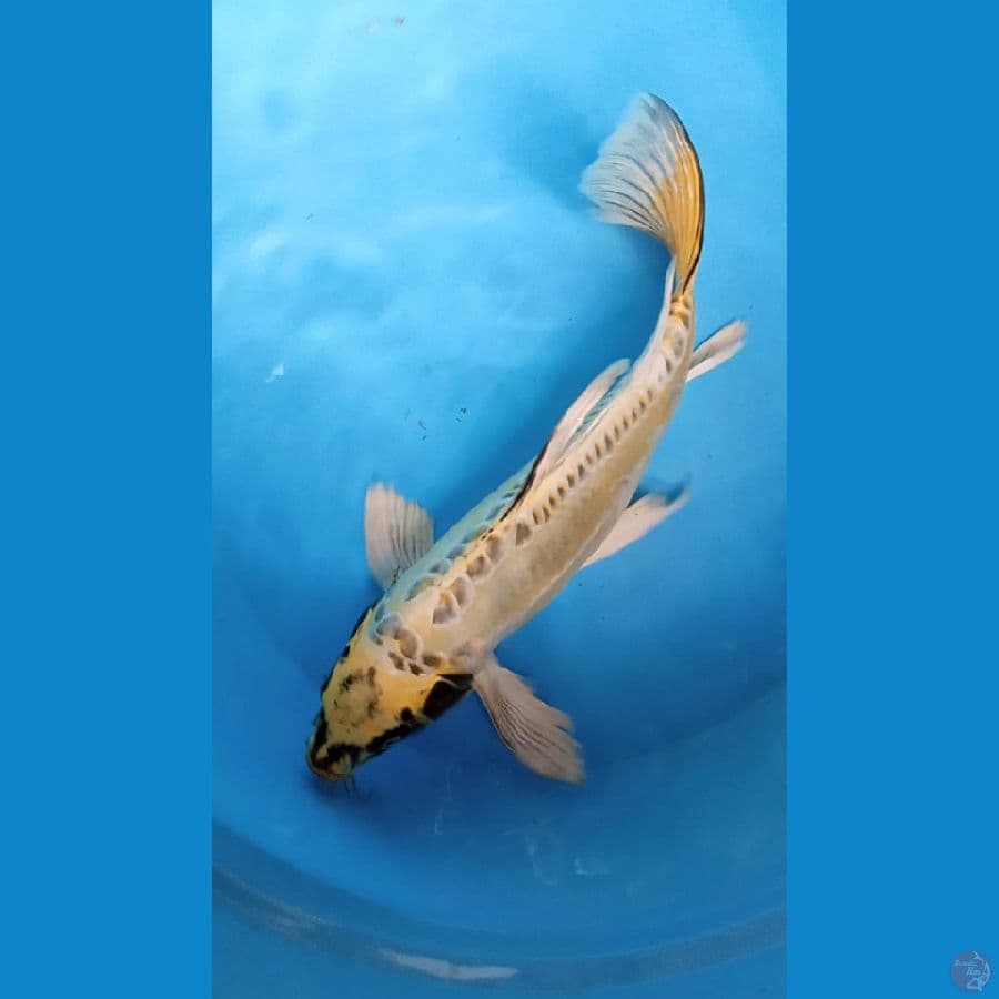 KUMPAY YLW KIKOKURYU 38 cm