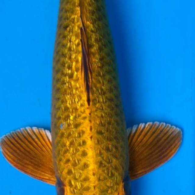 GOLD GINRIN 33 cm