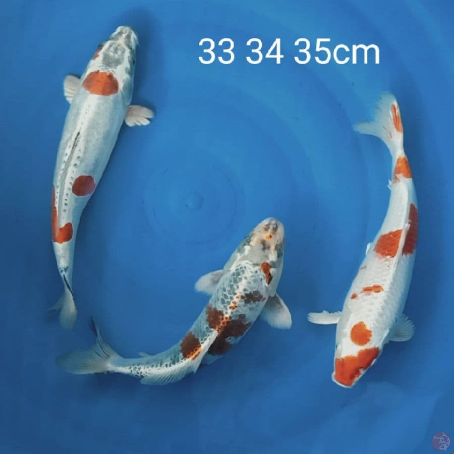 mix 33 34 35cm