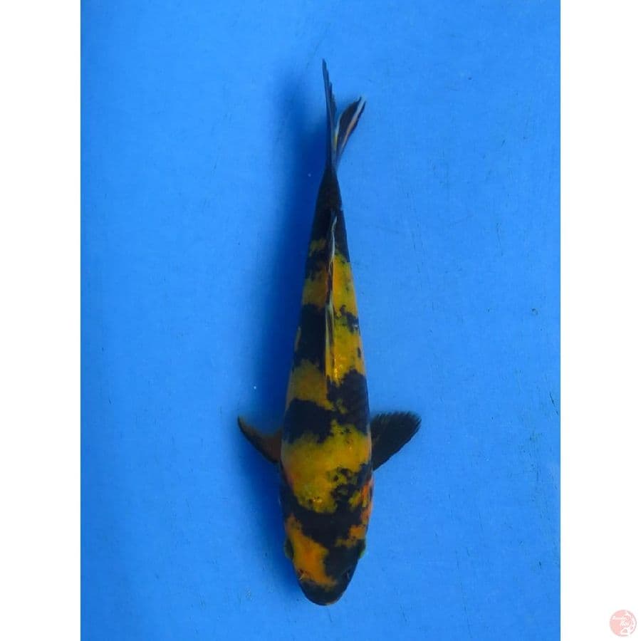 17cm , Minion - Hi Utsuri Tembus