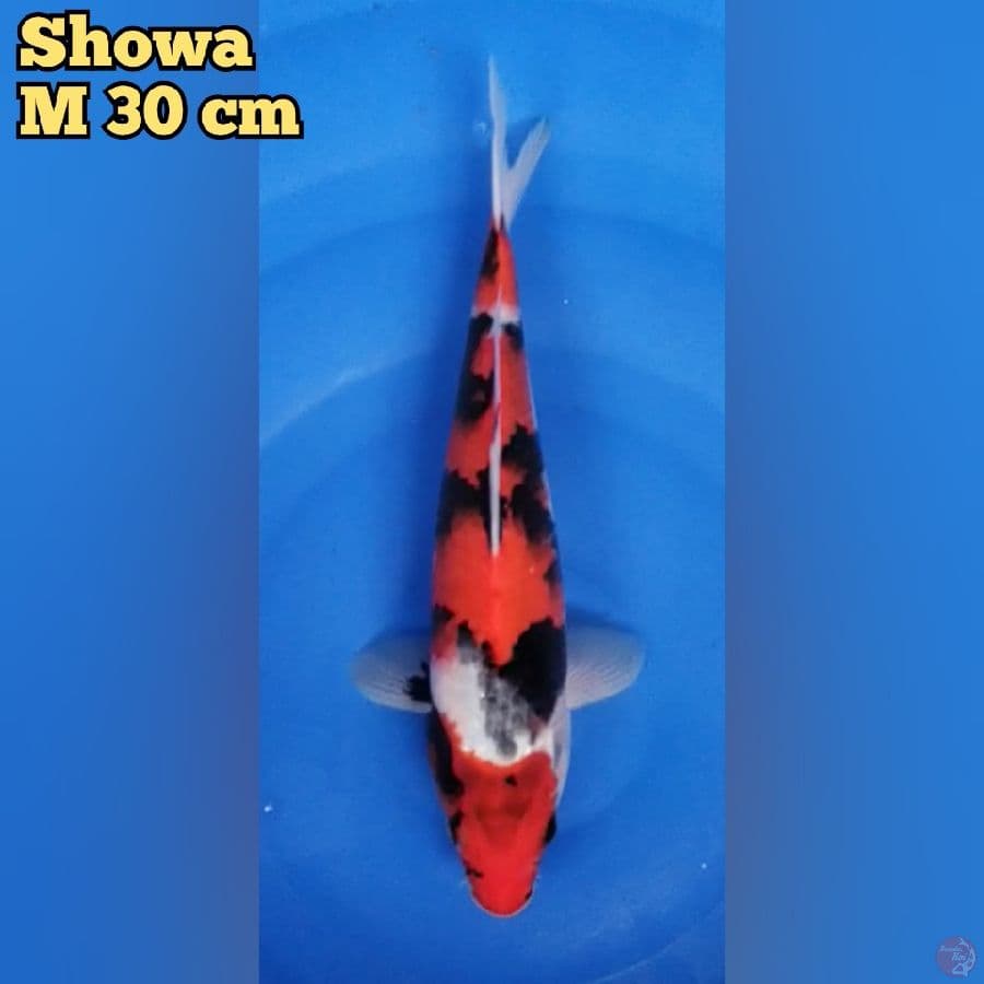 Showa M 30 cm