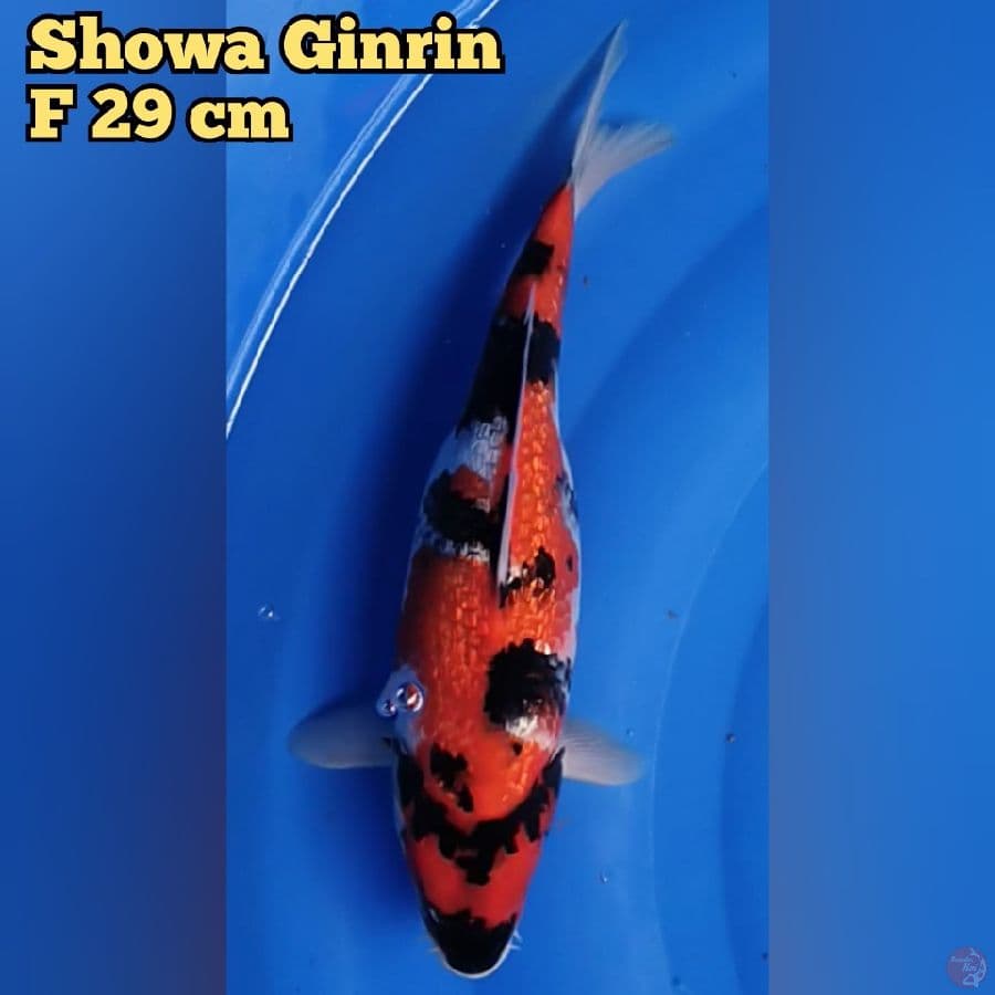 Showa Ginrin F 29 cm