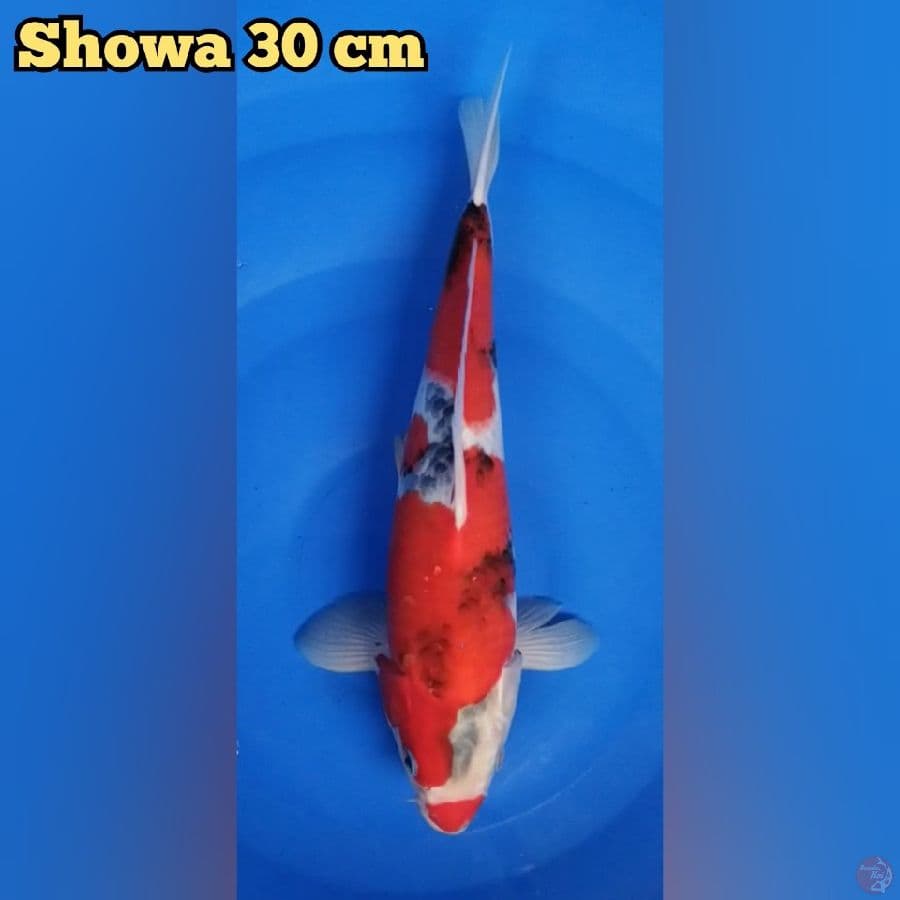 Showa 30 cm