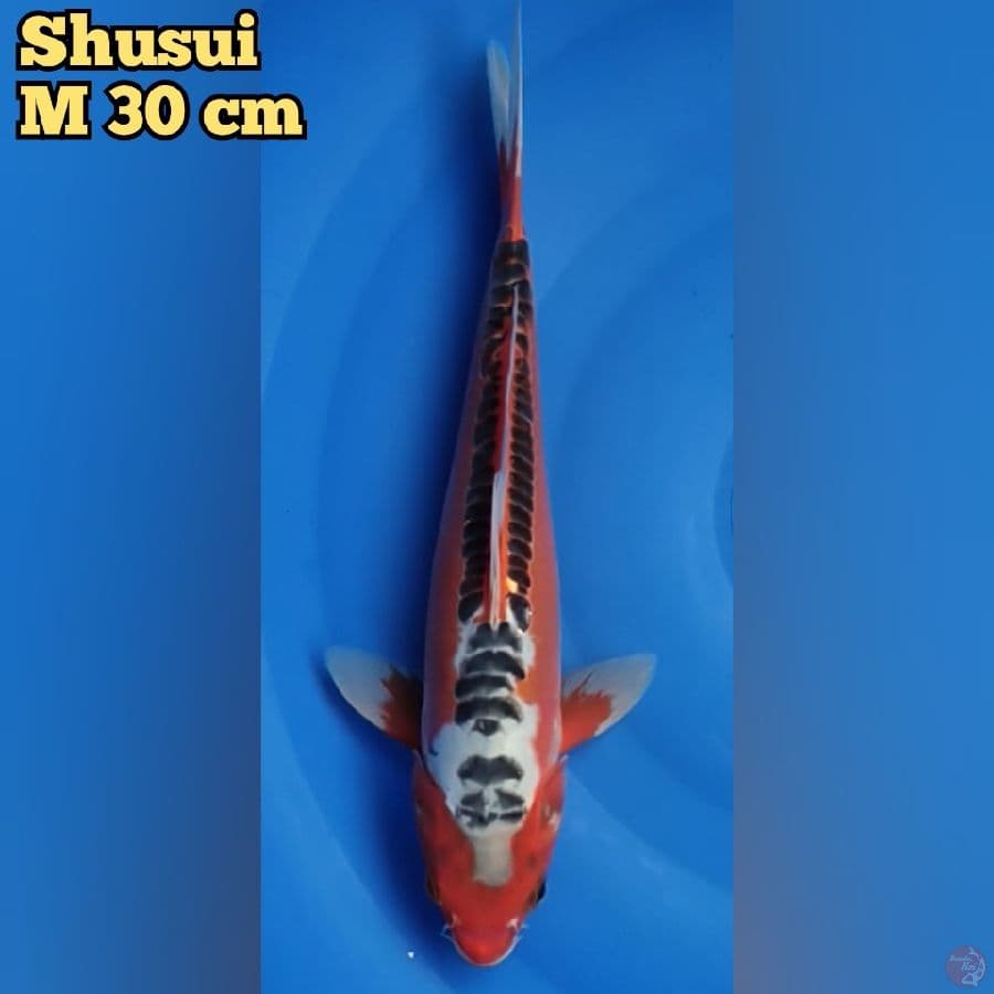 Shusui M 30 cm