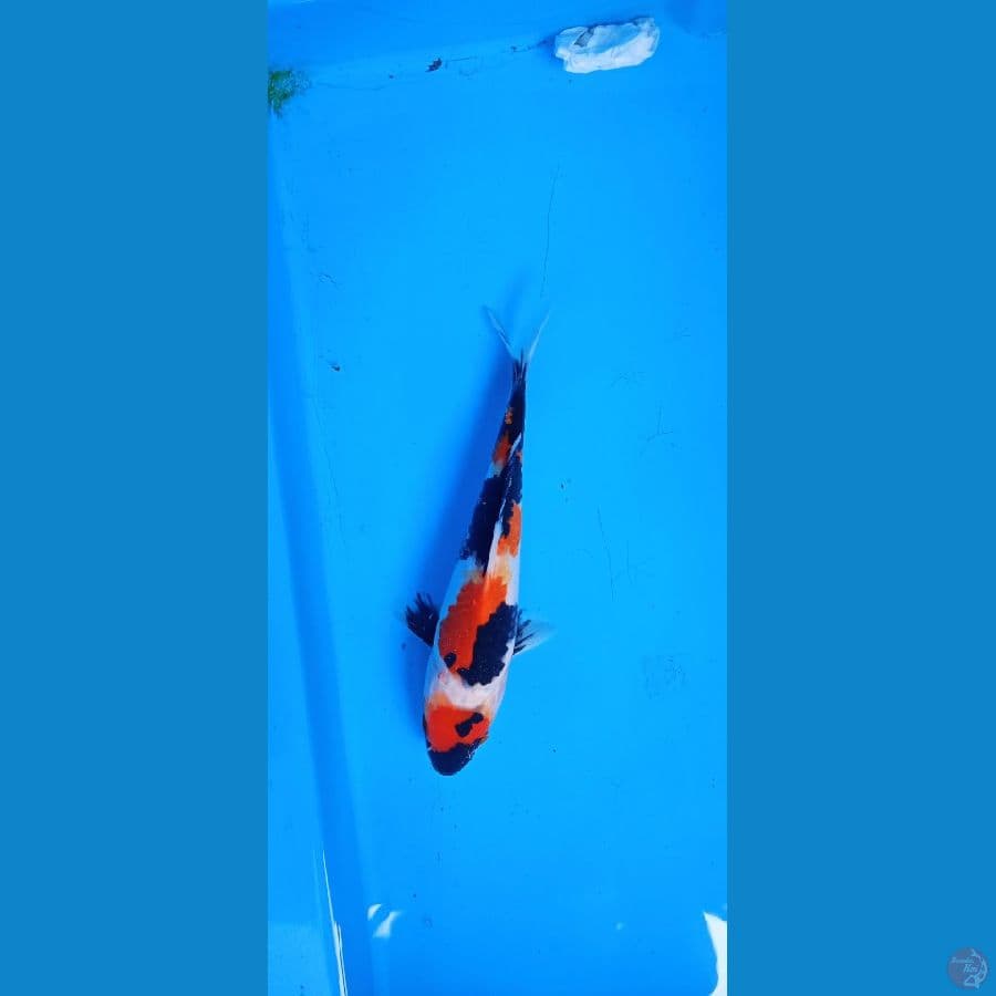Maruten showa 21 cm