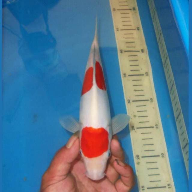 KOHAKU BERSIH