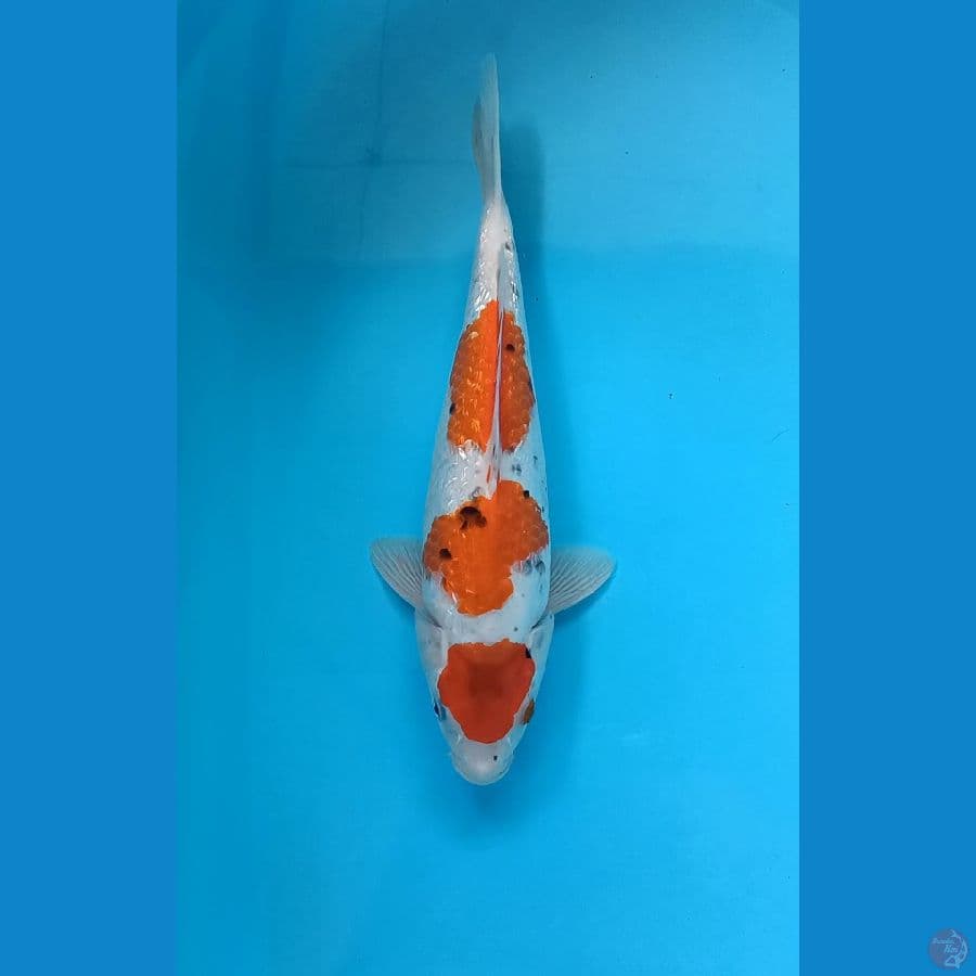 Goshiki Ginrin Step 3 - 36cm