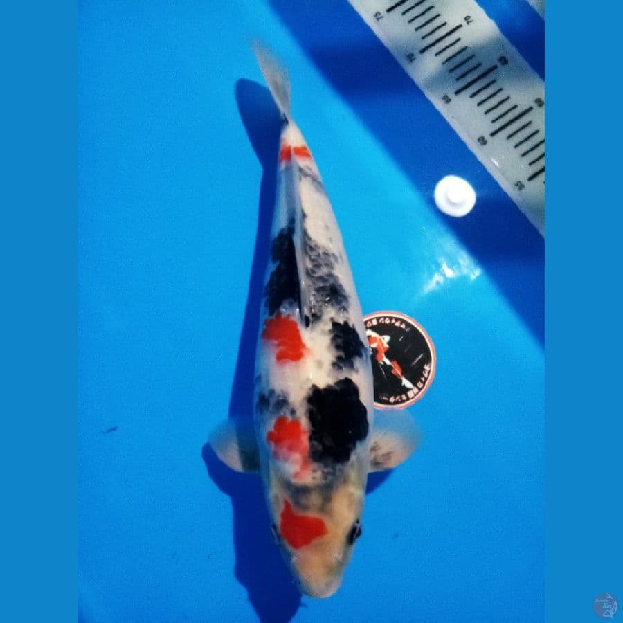 kindai showa male 44 cm body tebal bulky
