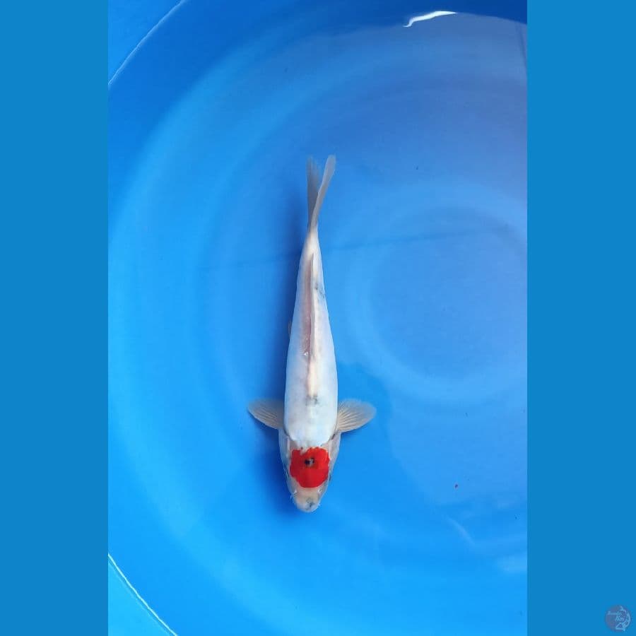 tategoi tancho showa doitsu 29cm male