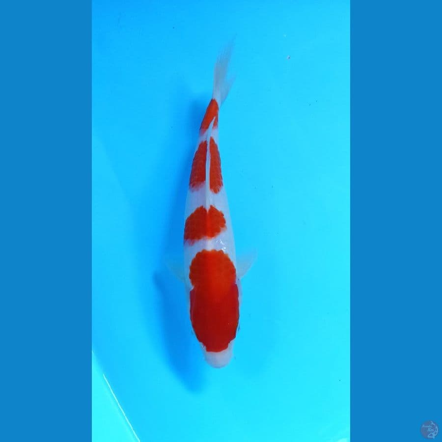 kohaku 20cm