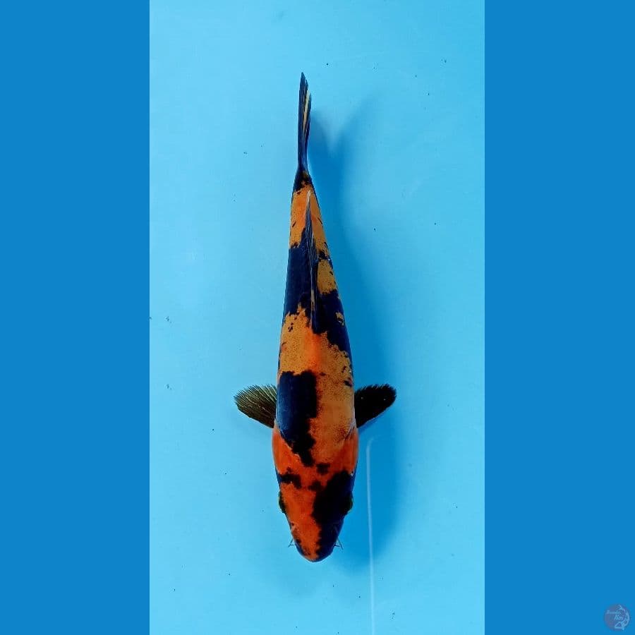 utsuri doitsu 19cm