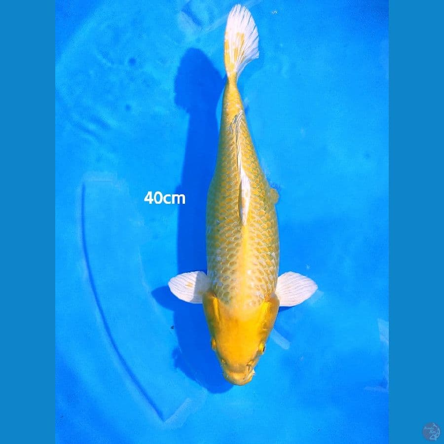 Ogon - 40cm