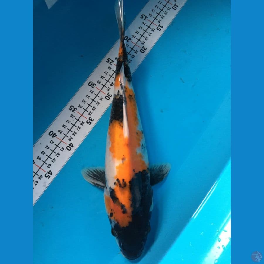showa 37 cm