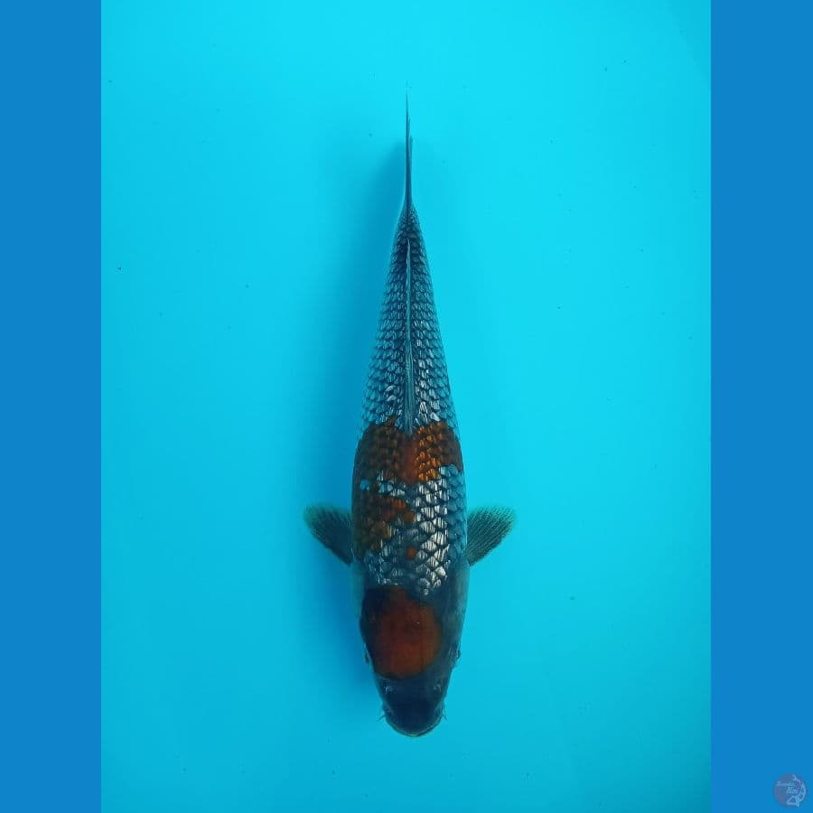 Ochiba Ginrin - 29Cm