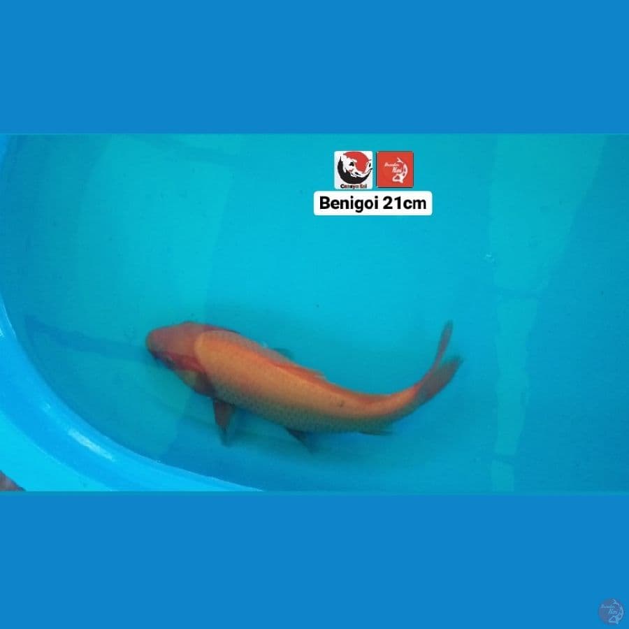 BENIGOI 21CM --- CANAYA KOI FARM