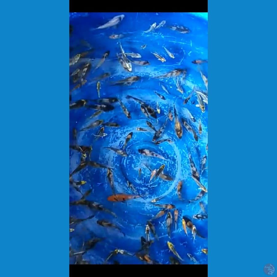 showa, utsuri, shiro 250 ekr