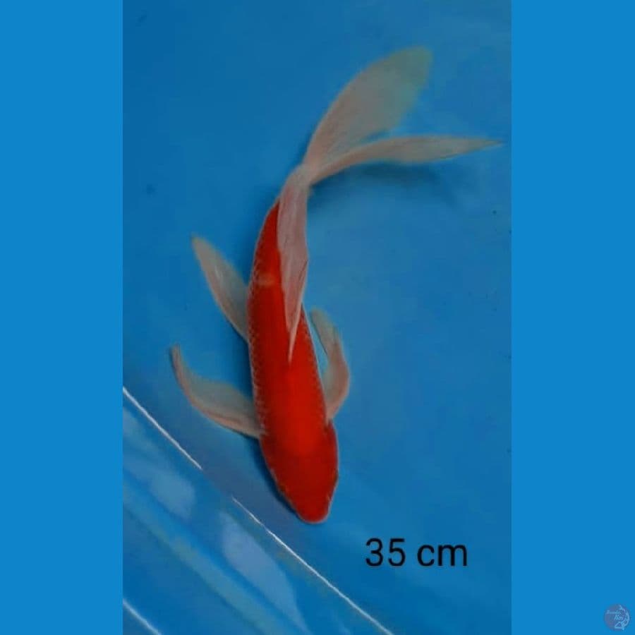 Kumay kohaku strong 35 cm