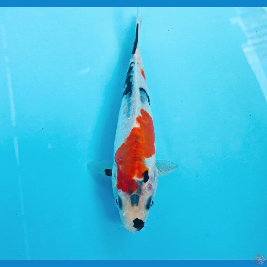 showa doitsu, 17 cm
