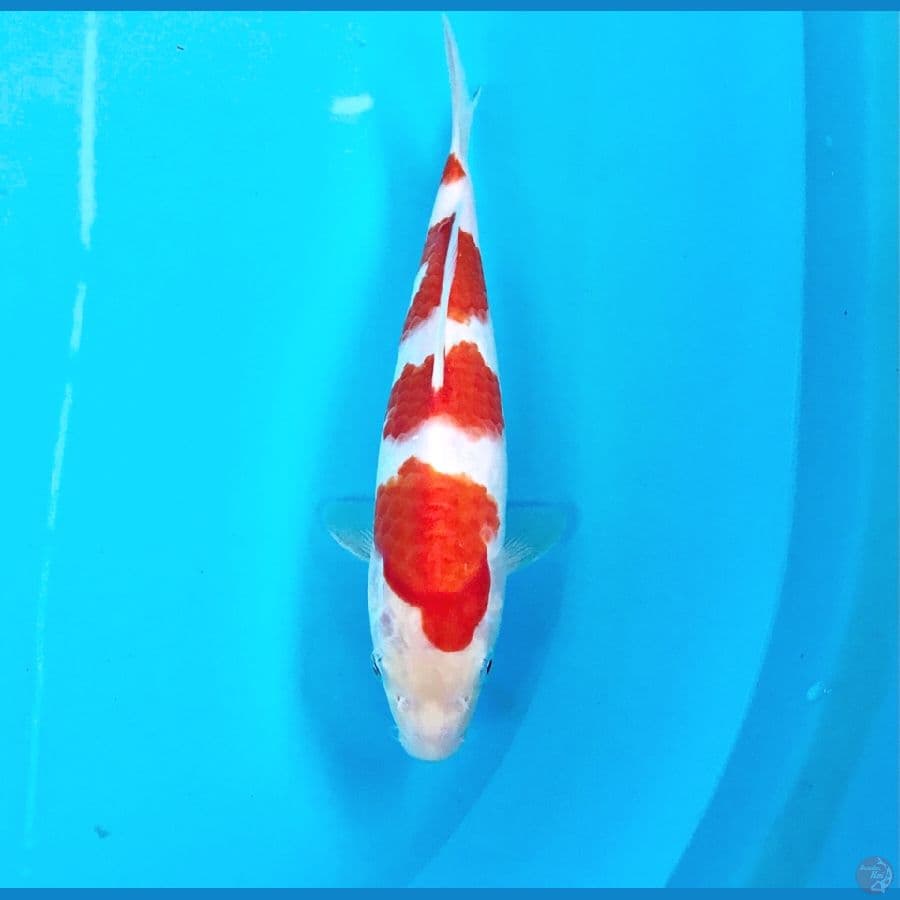 kohaku, 22 cm