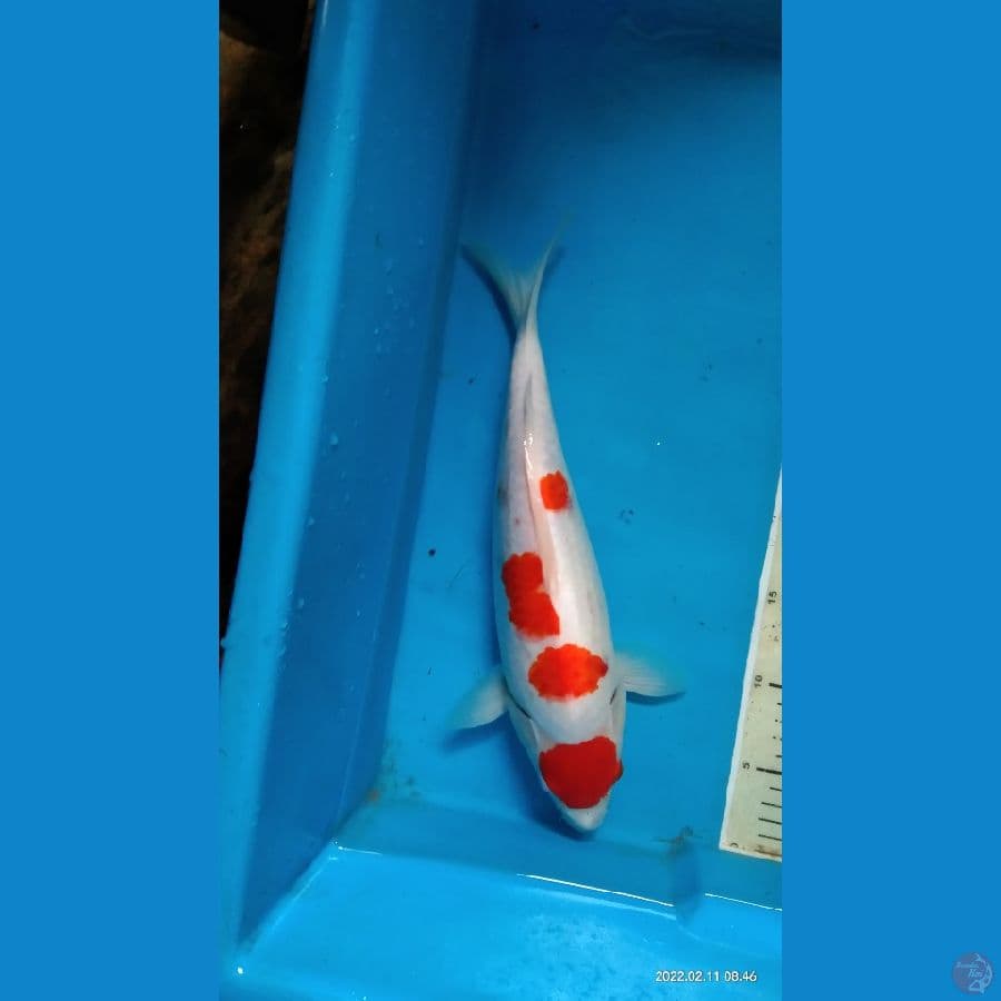 maruten kuhaku