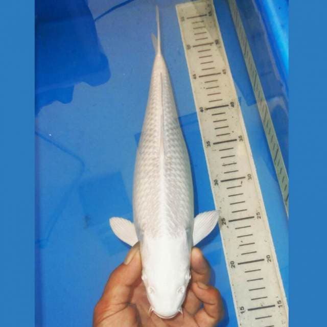 PLATINUM SALJU