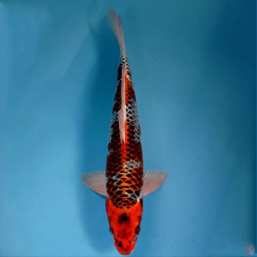 kujaku, 37 cm